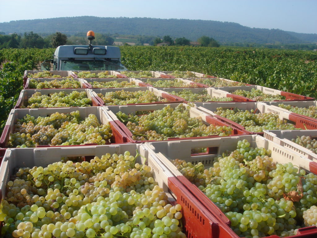 Vendanges manuelles